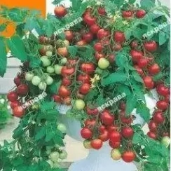 Семена Томат   Комнатный 0,1 г