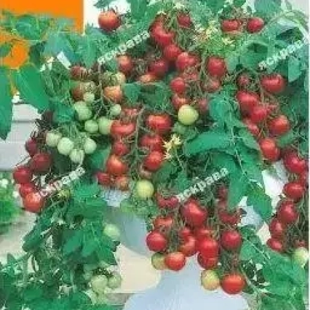 Семена Томат   Комнатный 0,1 г