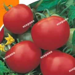 Семена Томат  Киевский 0,2 г