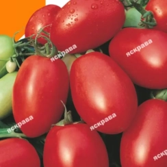 Семена Томат  Ликурич  0,1 г