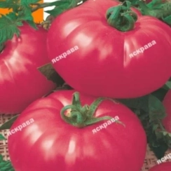 Семена Томат  Розовый великан  0,1 г
