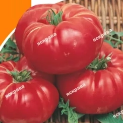 Семена Томат   Три толстяка 0,1 г