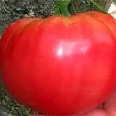 Семена Томат   Шапка Мономаха 0,1 г