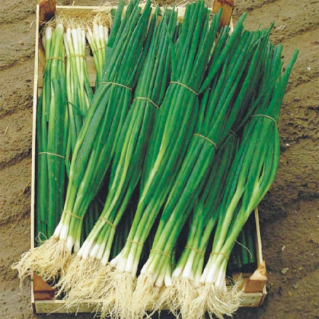 Семена Лук на Перо Ранний сбор  8 г