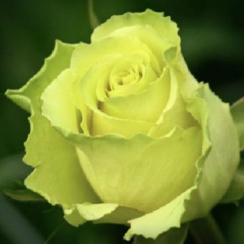 Роза Лимбо (Однолетний, ОКС)
