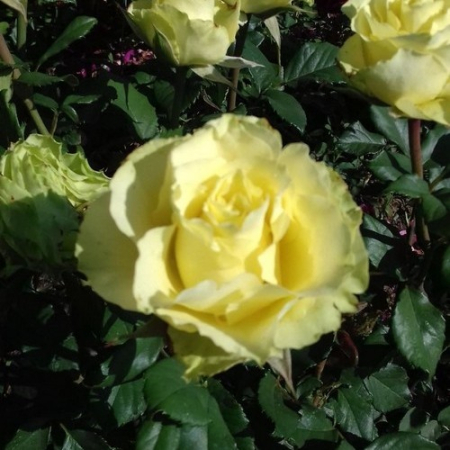 Роза Лимбо (Однолетний, ОКС)