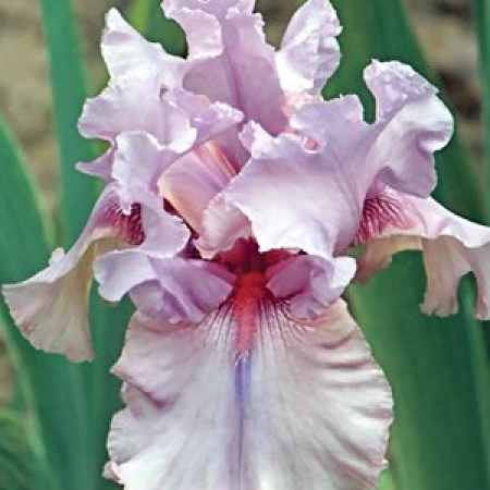 Корневище Ірис бородатий Blushing Pink ВКС
