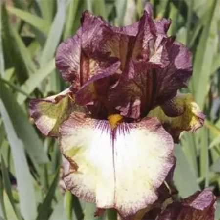 Корневище Ірис бородатий  Burgundy Brown  ВКС