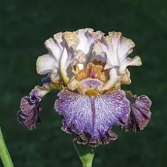 Корневище Ірис бородатий Crowned In Glory ВКС