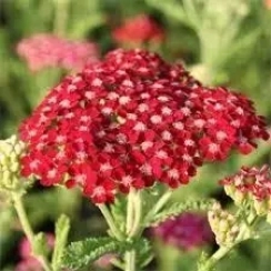 Корневище Деревій   Paprika ОКС