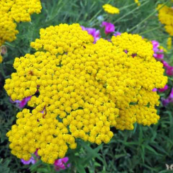 Корневище Деревій Parker's Variety ОКС