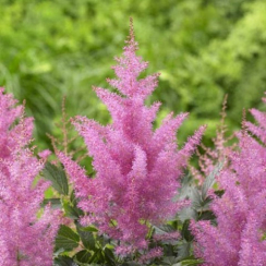 Корневище Астільба  Gloria Purpurea (Глория Пурпуреа) ВКС