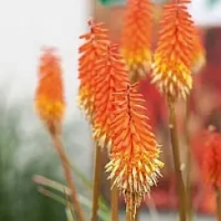 Корневище Кніфофія Uvaria Grandiflora 