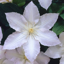 Корневище Клематис  Глэдис Пикард (Gladys Picard)  