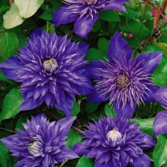 Корневище Клематис  Мульти Блу (Multi Blue) 