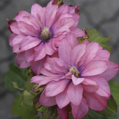 Корневище Клематис  Пинк Пешн (Pink Passion) 