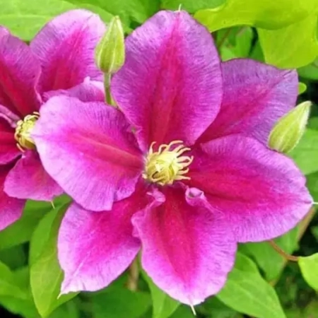 Корневище Клематис  Ханя (Hania) 