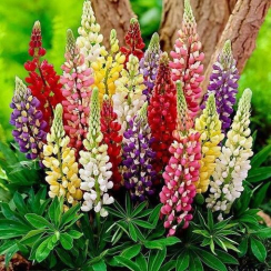Корневище Люпин  Russel Hybrids ЗКС
