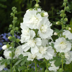 Корневище Мальва  Rosea белая ЗКС