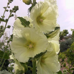 Корневище Мальва  Rosea желтая ЗКС