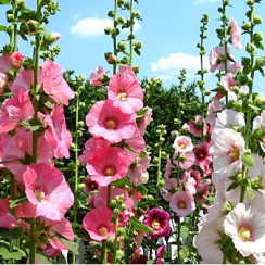 Корневище Мальва  Rosea микс 3 шт ЗКС