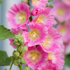 Корневище Мальва   Rosea розовая ЗКС