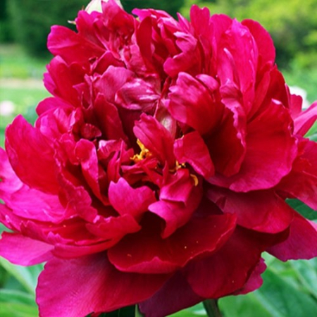 Корневище Пион Травянистый Adolphe Rousseau  