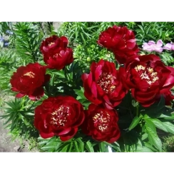 Корневище Пион Травянистый Buckeye Belle (Бакай Белл) 