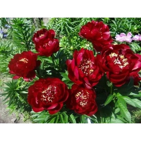 Корневище Пион Травянистый Buckeye Belle (Бакай Белл) 