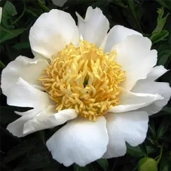 Корневище Пион Травянистый  Buckeye Belle (Бакай Белл) 