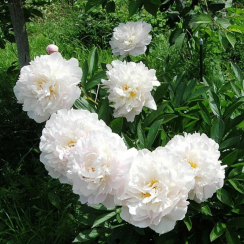 Корневище Пион Травянистый Gardenia (Гардения)  