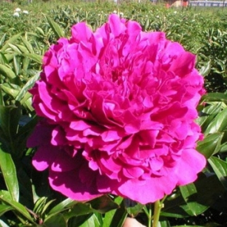 Корневище Пион Травянистый Amabilis 