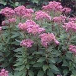 Корневище Сідач Atropurpureum  