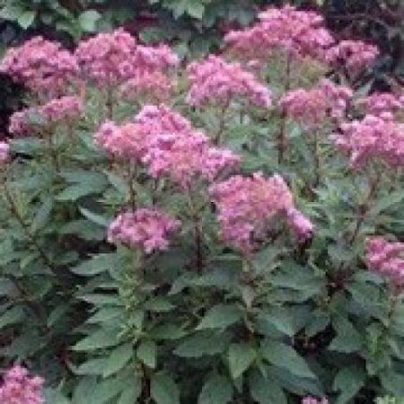 Корневище Сідач Atropurpureum  