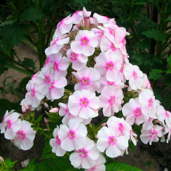 Корневище Флокс   Europa 