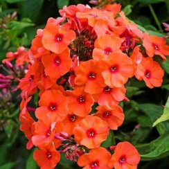 Корневище Флокс  Orange Perfection 