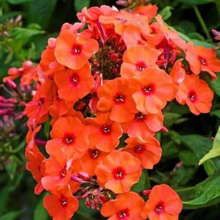 Корневище Флокс  Orange Perfection 