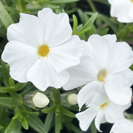 Корневище Флокс  White Аdmiral 