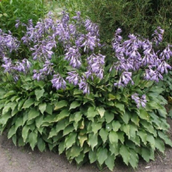Корневище Хоста Lancifolia (ланцетолиста) 