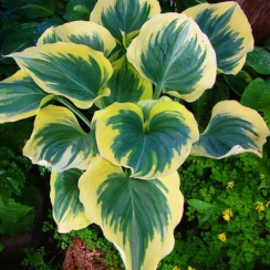 Корневище Хоста Snowcap (Сноукап) 