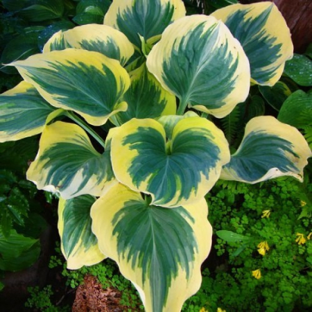Корневище Хоста Snowcap (Сноукап) 