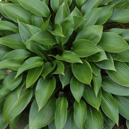 Корневище Хоста Devon Green (Девон Грін) 