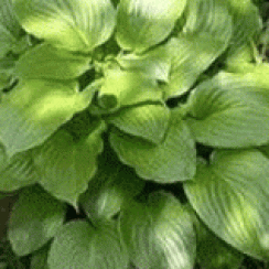 Корневище Хоста Ovata (Овата)  