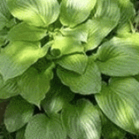 Корневище Хоста Ovata (Овата)  
