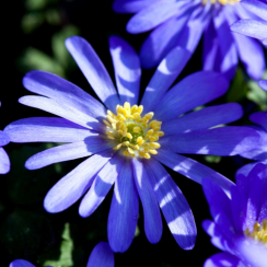  Анемона Blanda Blue Shades (3шт.) 