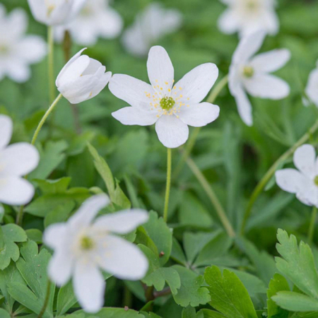  Анемона Nemorosa (3шт.) 