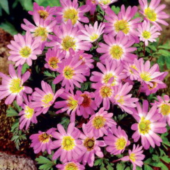  Анемона Pink Star (3шт.) 