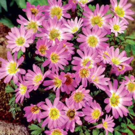  Анемона Pink Star (3шт.) 