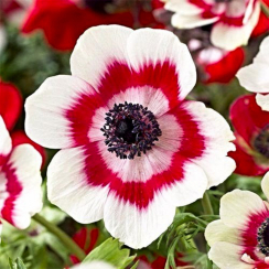  Анемона Bicolor (3шт.) 