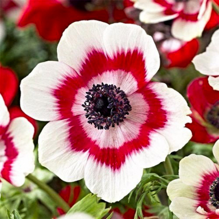  Анемона Bicolor (3шт.) 